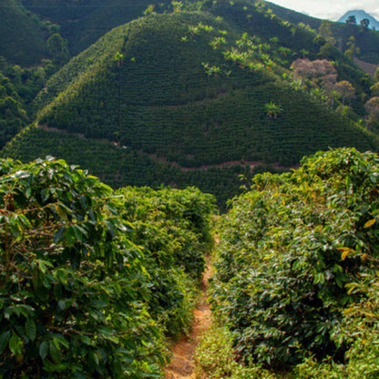 Decaffeinated Coffee